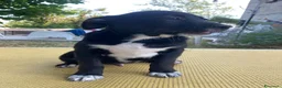 Meticcio cani in regalo: Regalo cucciolo cane nero  a Provincia di Modena - Annuncio 2