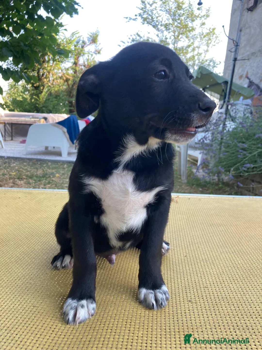 Meticcio cani in regalo: Regalo cucciolo cane nero  a Provincia di Modena - Annuncio 2