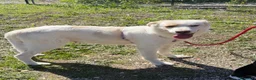 Meticcio cani in regalo: Esterina a Provincia di Bergamo - Annuncio 2