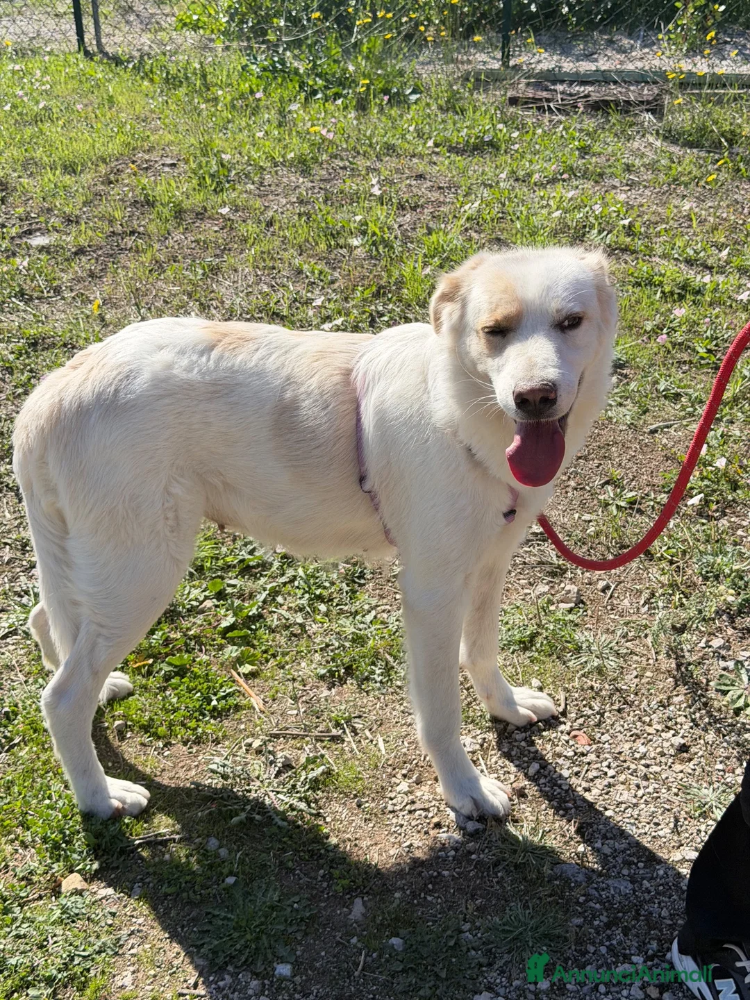 Meticcio cani in regalo: Esterina a Provincia di Bergamo - Annuncio 2