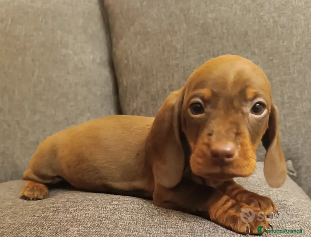 Bassotto cani in vendita: Bassotti con Pedigree Enci - Annuncio 3