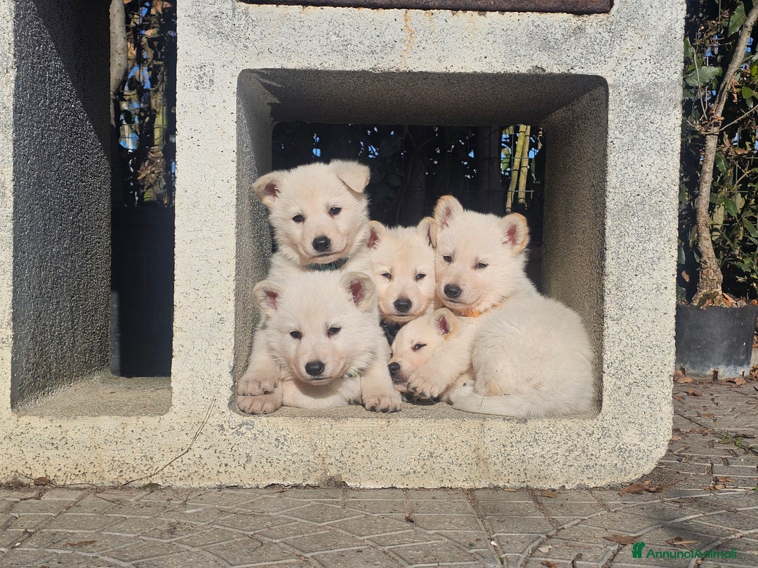 Pastore Svizzero cani in vendita: cucciolo pastore svizzero bianco  - Annuncio 3