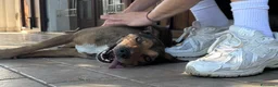 Meticcio cani in regalo: Cookie, 9 anni a Provincia di Rovigo - Annuncio 3
