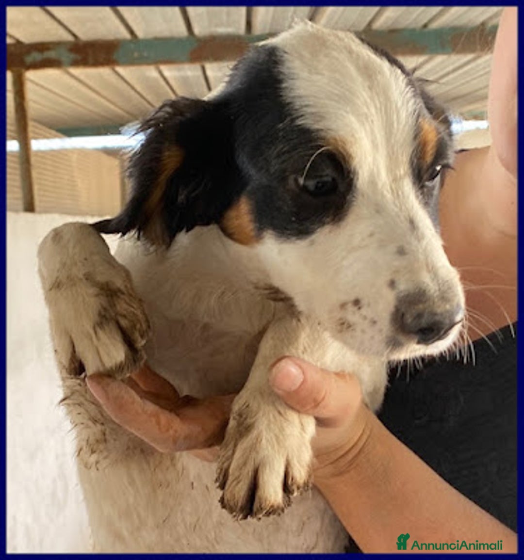 Meticcio cani in regalo: FILADELFIA abbandonata col fratello tg mediopicc. - Annuncio 2