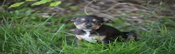 Pitbull cani in vendita: Pit Bull con pedigree anche a rate  - Annuncio 27