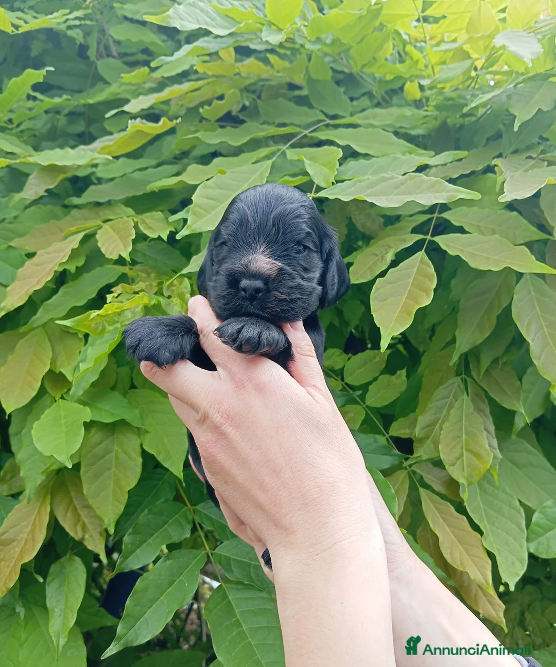 Cocker cani in vendita: Cuccioli Cocker Spaniel Inglese - Annuncio 1