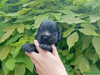 Cocker cani Cuccioli Cocker Spaniel Inglese - Annuncio 1