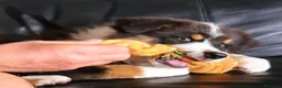 Australian Shepherd cani in vendita: cucciolo di Pastore Australiano - Annuncio 8