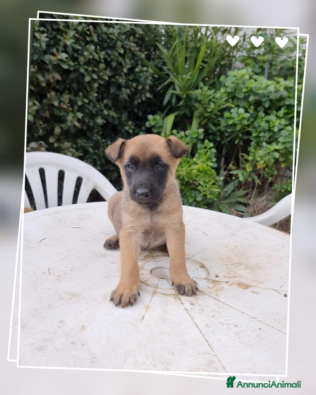 Pastore Belga cani in vendita: Allevamento Pastore Belga Malinois Puglia Campania - Annuncio 2