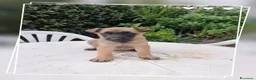 Pastore Belga cani in vendita: Allevamento Pastore Belga Malinois Puglia Campania - Annuncio 2