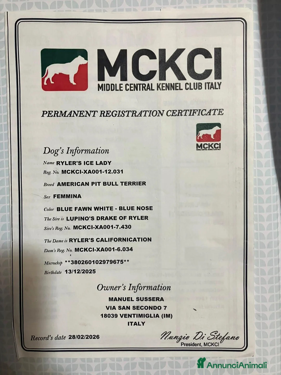 Pitbull cani in vendita: American pitbull terrier femmina a Città metropolitana di Milano - Annuncio 4