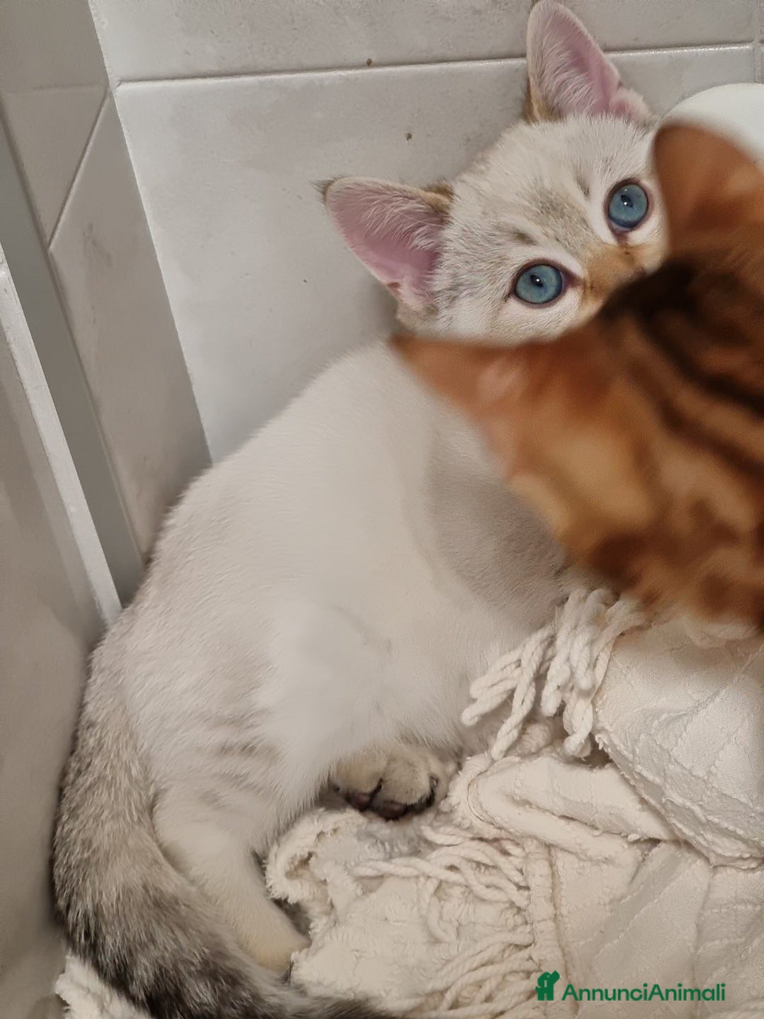 Bengala gatti in vendita: Incrocio Scottish/Bengala  - Annuncio 5