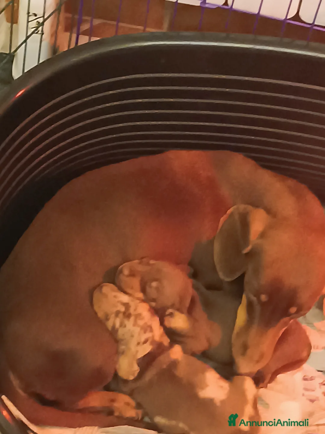 Bassotto cani in vendita: Bassotti disponibili dall'8 Febbraio.  - Annuncio 6