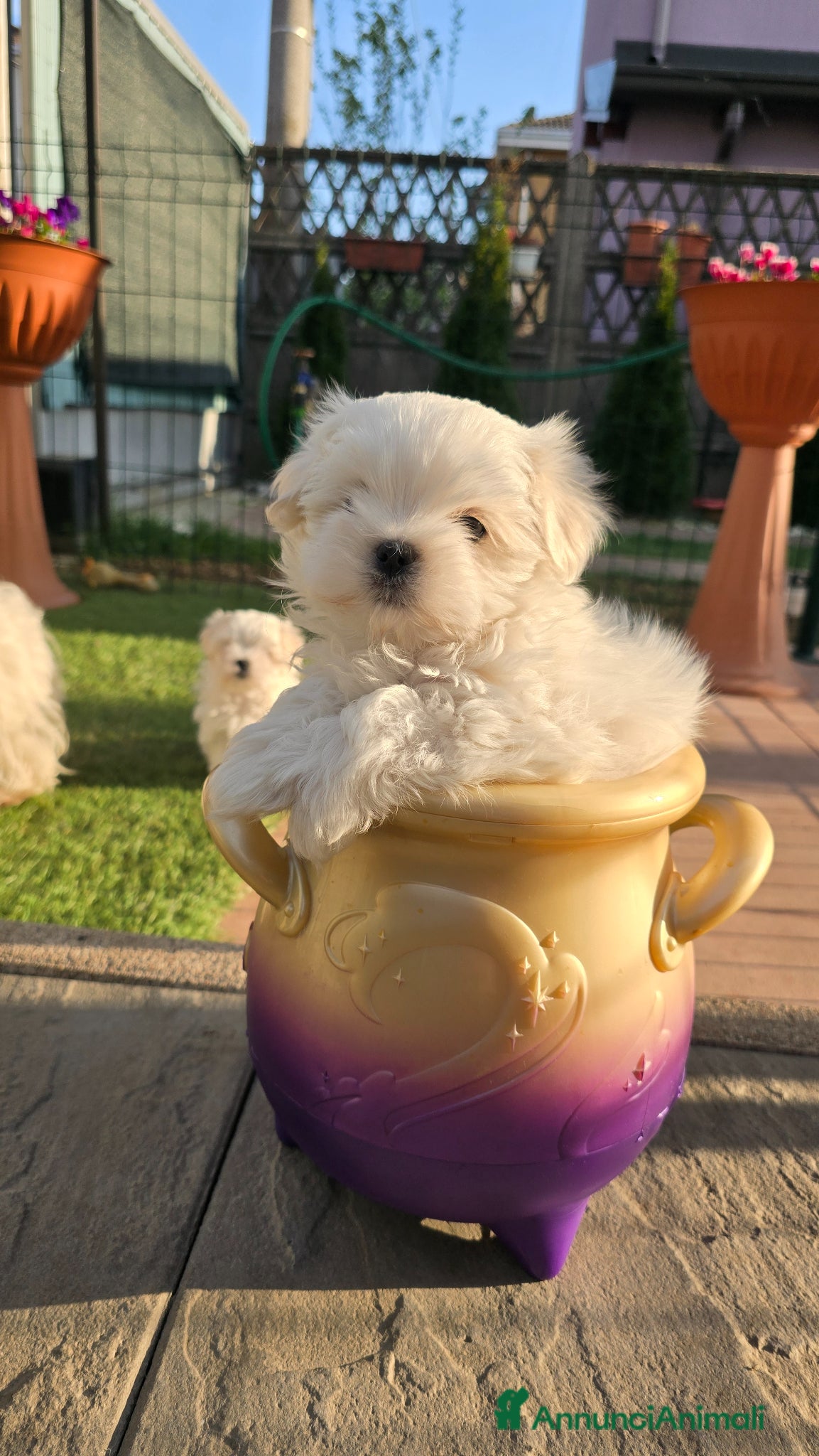 Maltese cani Maltese maschietto  - Annuncio 3