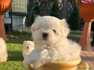 Maltese cani Maltese maschietto - Annuncio 3