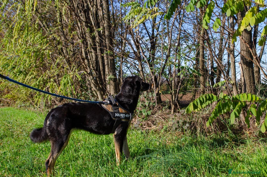 Altre razze cani in regalo: giunone - Annuncio 5