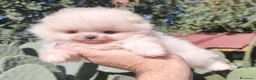 Volpino Pomerania cani in vendita: Due cuccioli maschi di Pomeranian con pedigree  a Città metropolitana di Catania - Annuncio 17