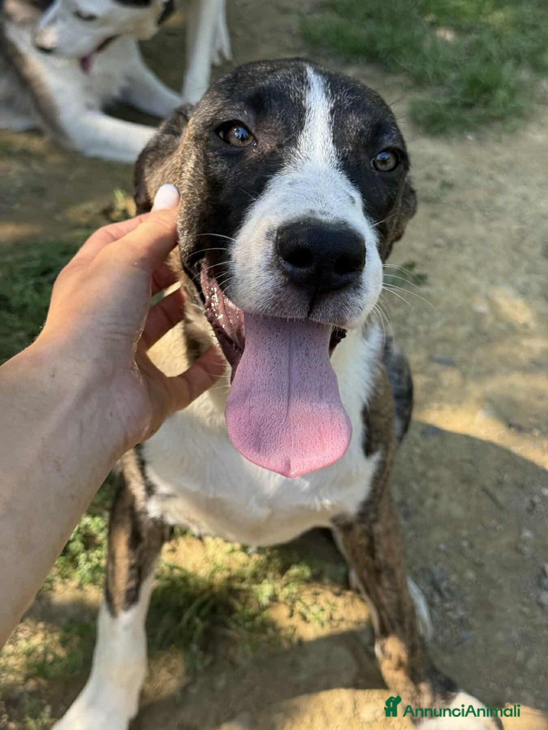 Dogo Argentino cani in regalo: BORIA & BALINA, cucciole mix DOGO ARGENTINO!  - Annuncio 7