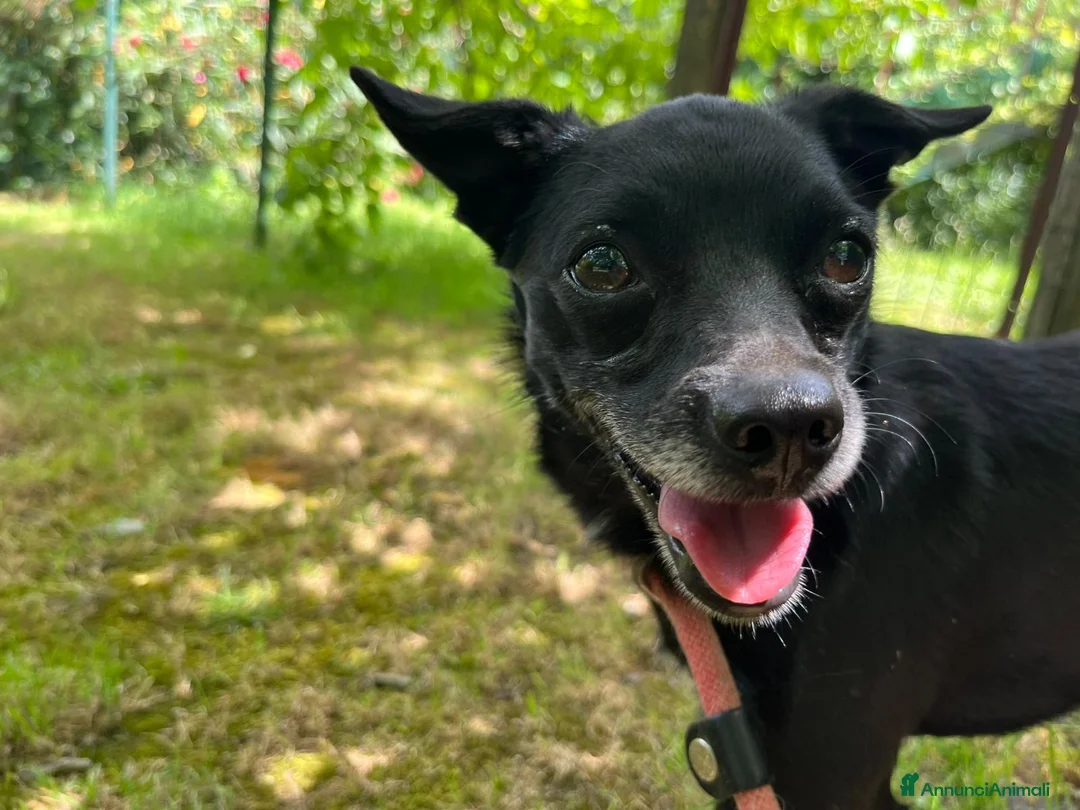 Meticcio cani in regalo: CARLETTO DALLA CALABRIA CON AMORE, IN ADOZIONE - Annuncio 2