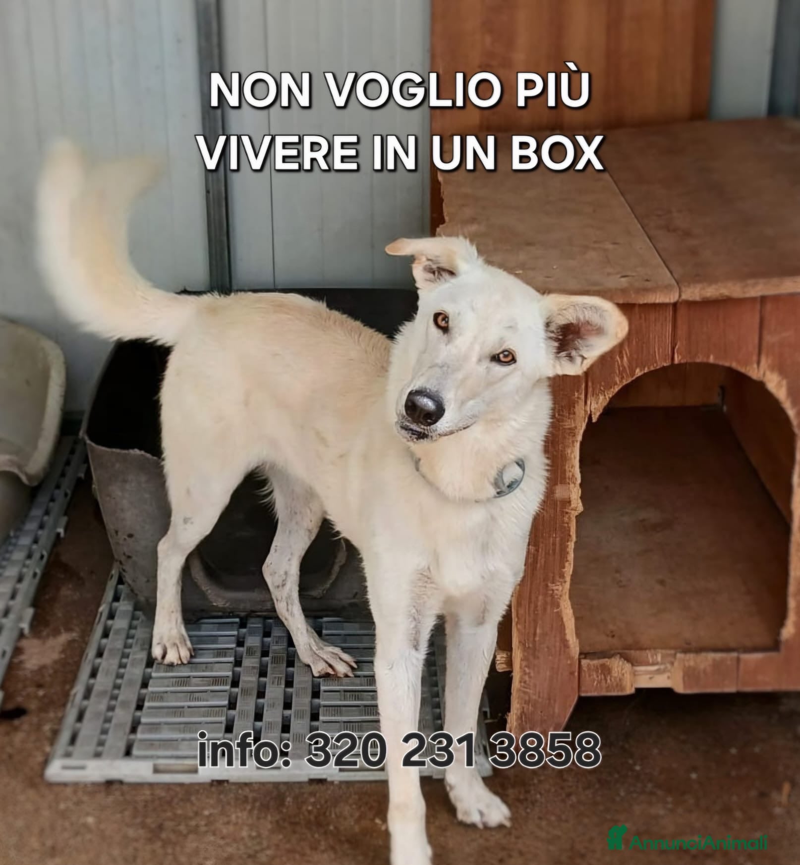 Meticcio cani ERIS 🩷 LA VITA È MOLTO PIÙ DI UN BOX ♥️ - Annuncio 32