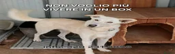 Meticcio cani in regalo: ERIS 🩷 LA VITA È MOLTO PIÙ DI UN BOX ♥️ a Provincia di Pistoia - Annuncio 1