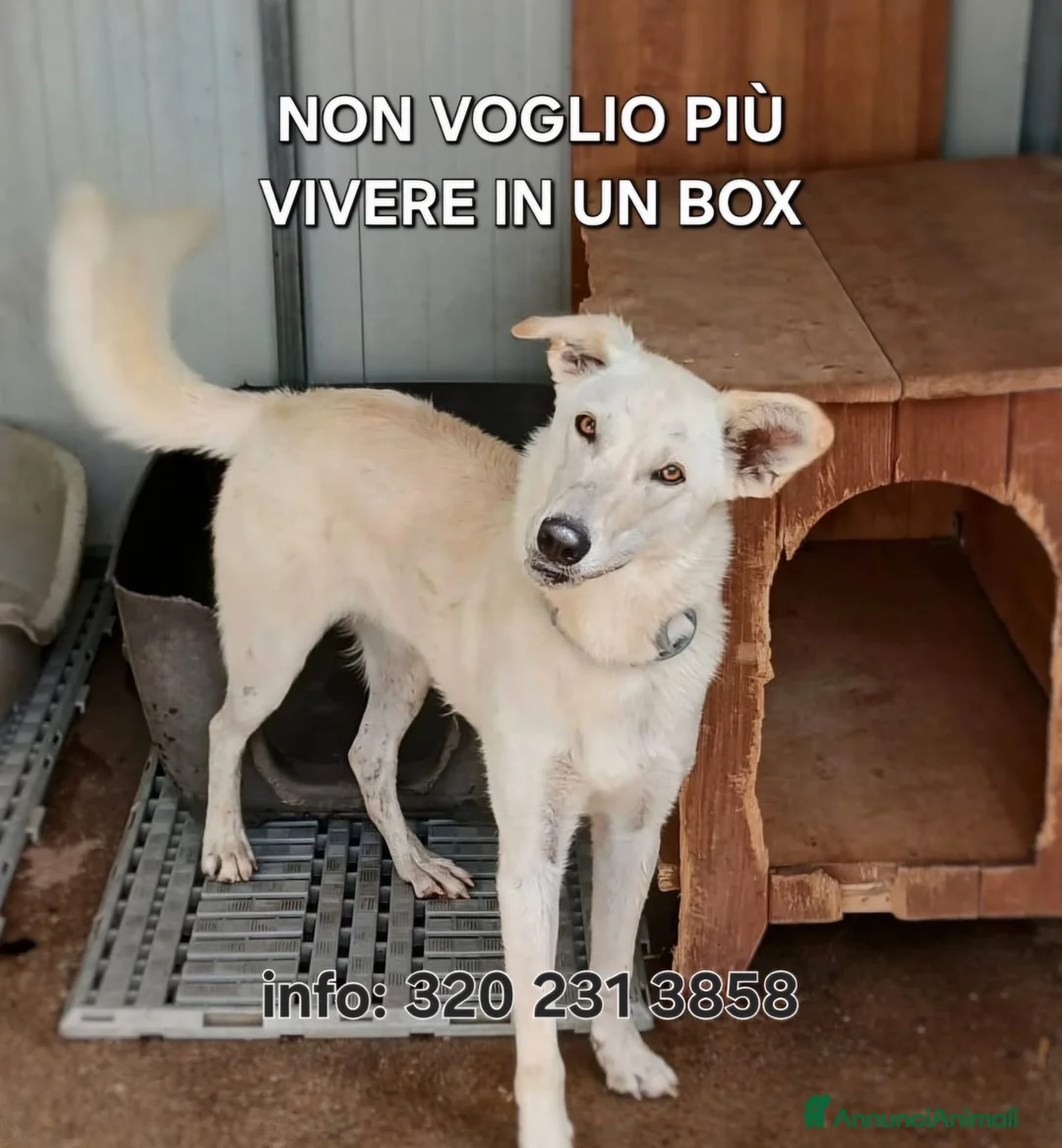 Meticcio cani in regalo: ERIS 🩷 LA VITA È MOLTO PIÙ DI UN BOX ♥️ a Provincia di Pistoia - Annuncio 1