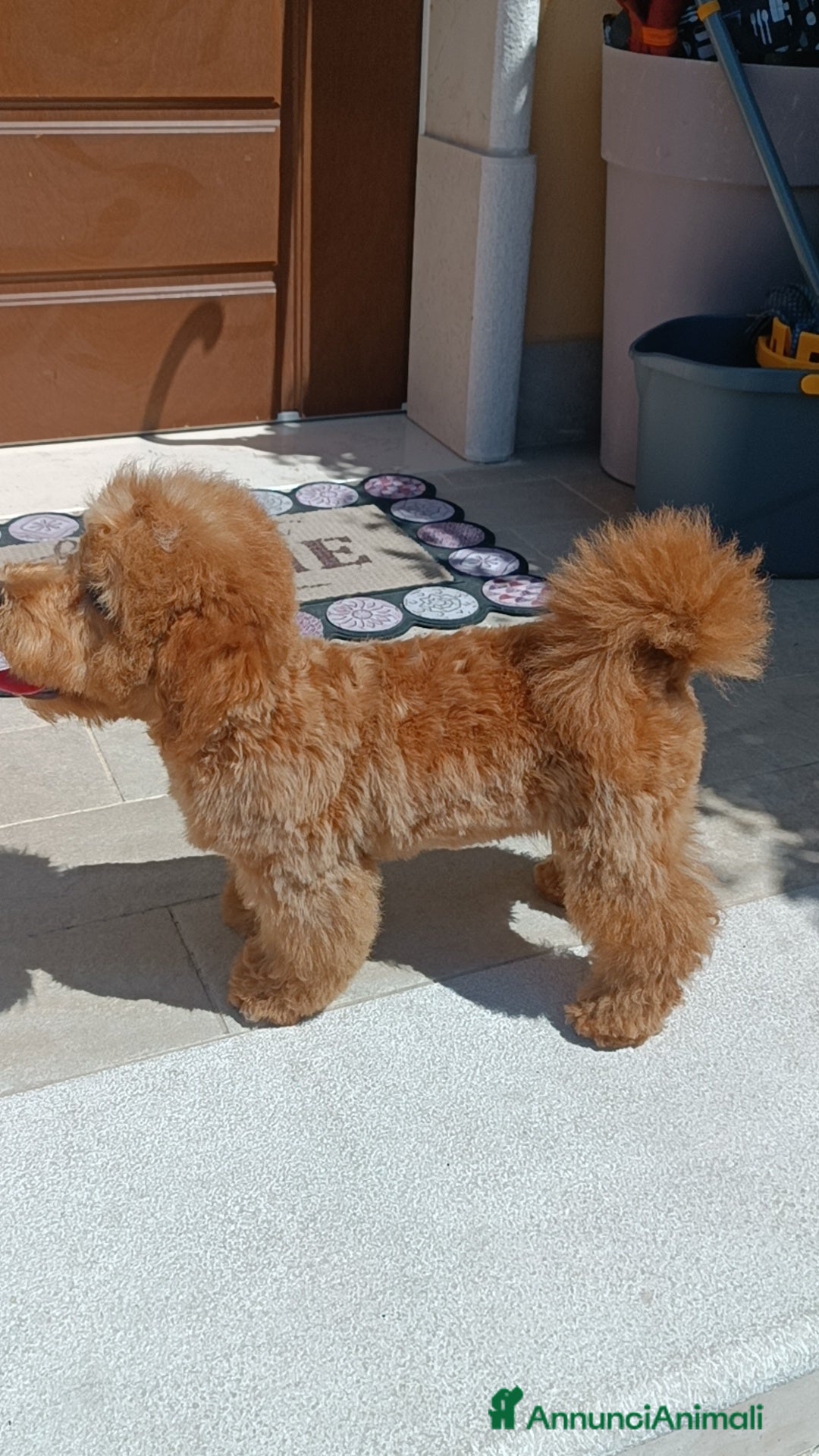 Barboncino cani in vendita: Barboncino  a Provincia di Avellino - Immagine 2
