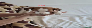 Jack Russell 1