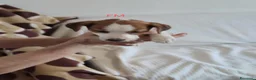 Jack Russell cani in vendita: Disponibili cuccioli Jack Russel terrier  - Annuncio 2
