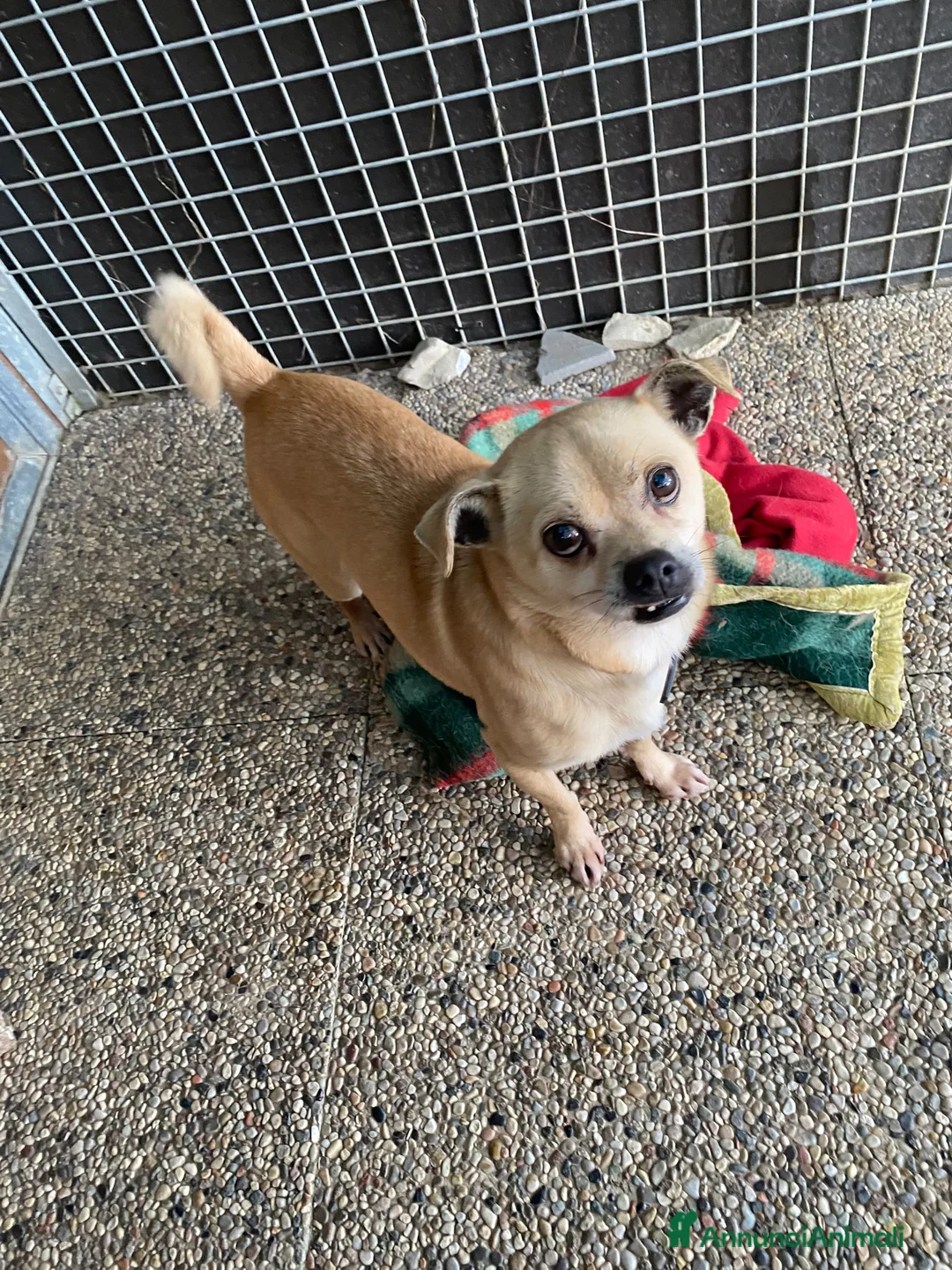 Meticcio cani in regalo: Rocky cerca casa  - Annuncio 2