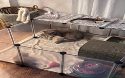 British gatti in vendita: British Shorthair  - Immagine 2