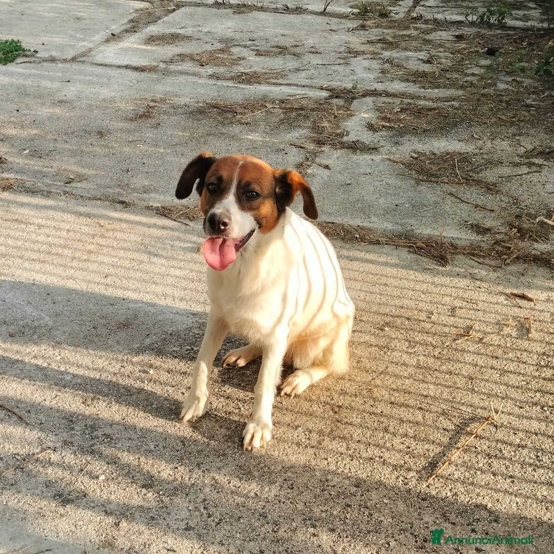 Meticcio cani in regalo: ALMA, CAGNA PEZZATA - Annuncio 11