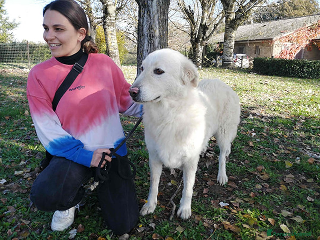 Meticcio cani in regalo: HERMIONE CINQUE ANNI DI NIENTE - Annuncio 3