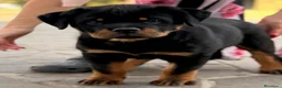 Rottweiler cani in vendita: Rottweiler maschio pagamenti agevolati  - Annuncio 3