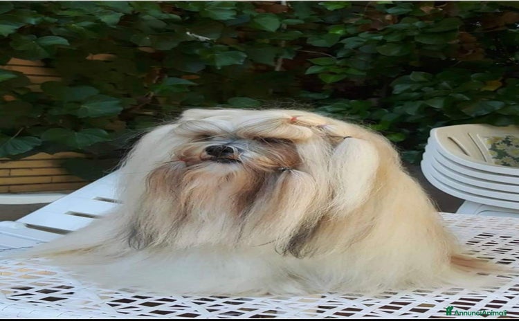 Lhasa Apso cani - Annuncio 1