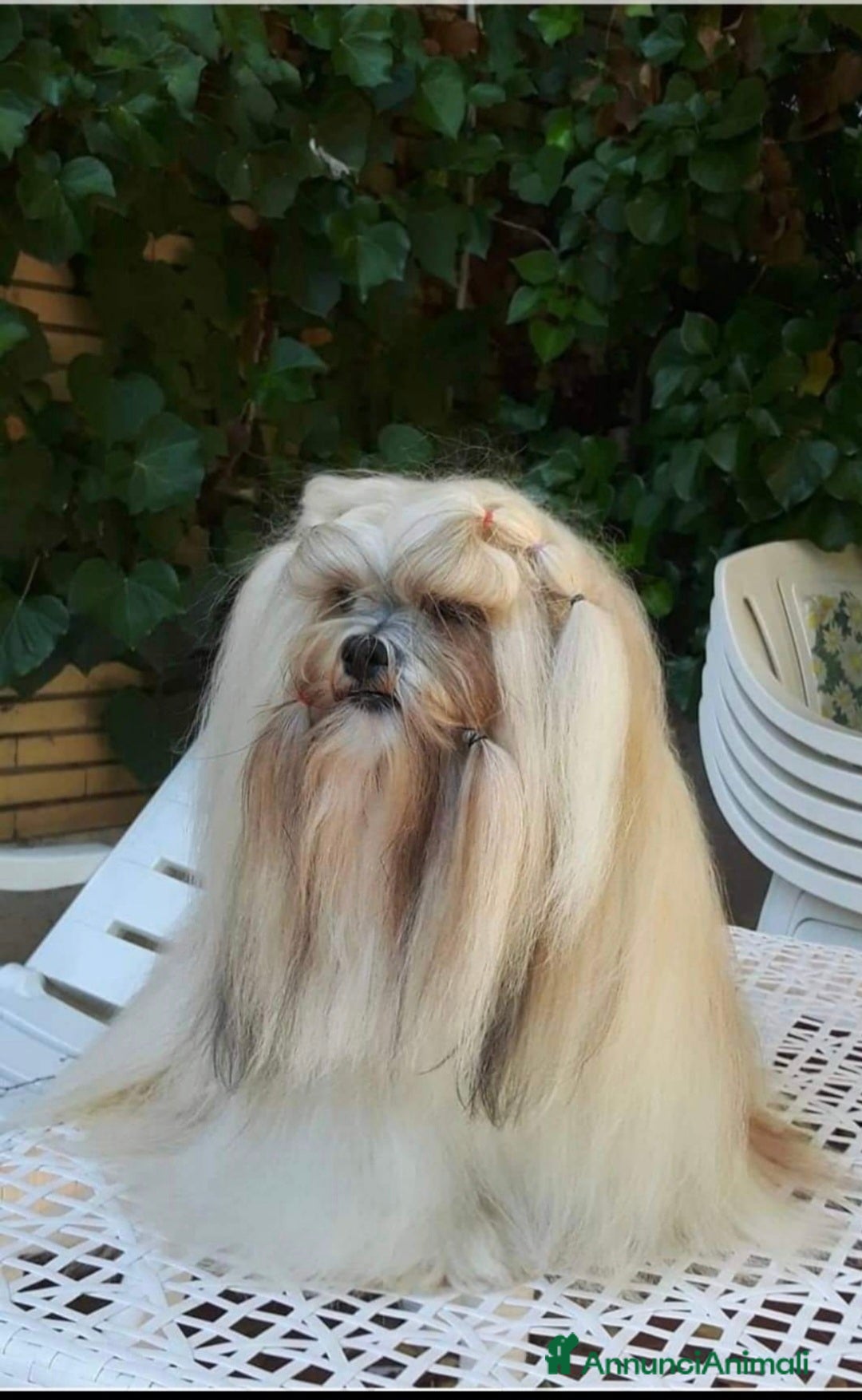 Lhasa Apso cani in vendita: Bellissimi cuccioli di Lhasa Apso - Annuncio 2