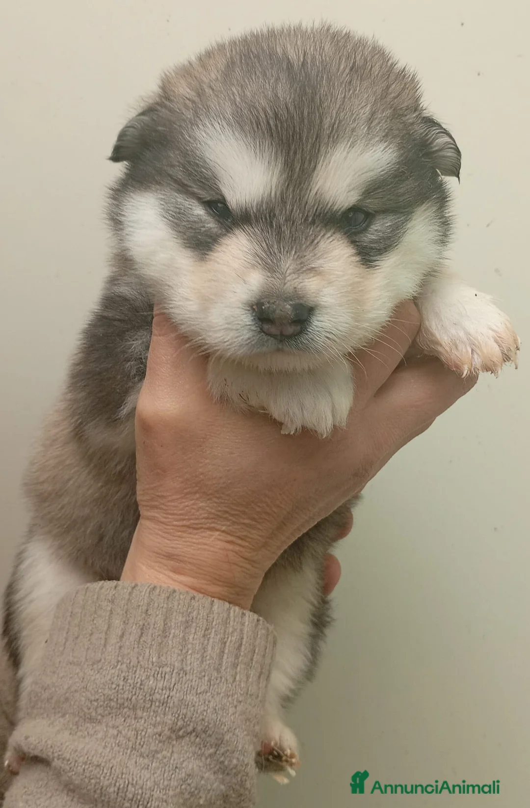 Alaskan Malamute cani in vendita: Cuccioli Alaskan Malamute - Annuncio 1