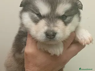 Alaskan Malamute cani Cuccioli Alaskan Malamute - Annuncio 1