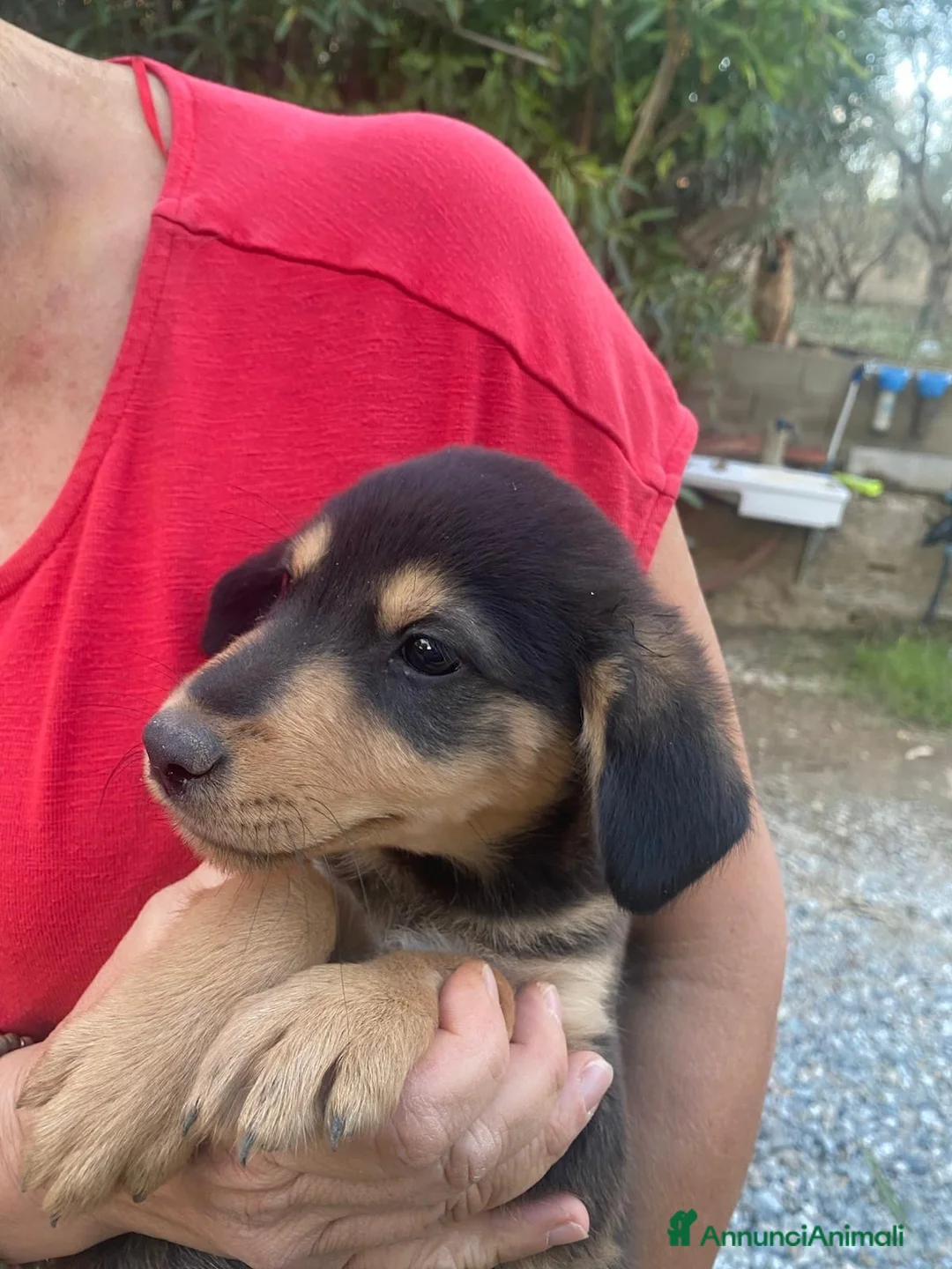 Meticcio cani in regalo: OBY 💙 UN PICCOLO TESORO TUTTO DA SCOPRIRE - Annuncio 6