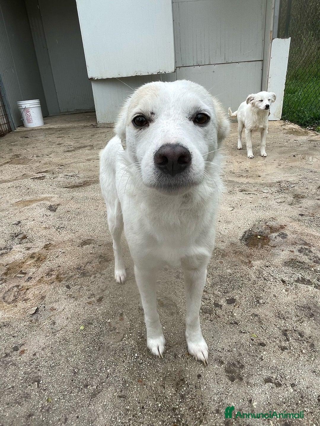 Meticcio cani in regalo: PLUTO TAGLIA PICCOLA a Città metropolitana di Milano - Immagine 1