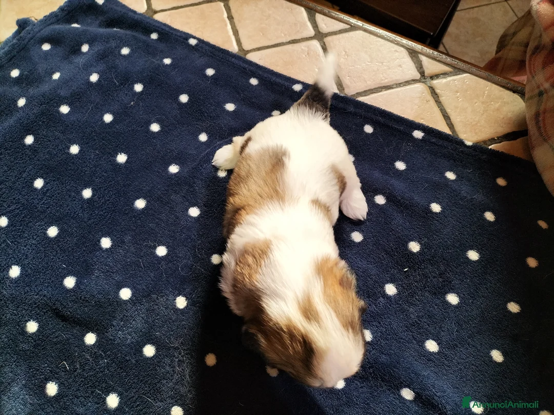 Shih Tzu cani in vendita: Cuccioli di shitzu  - Annuncio 6