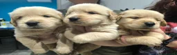 Golden Retriever cani in vendita:  Golden retriever pedigree ENCI 90% americani  - Annuncio 20