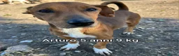 Meticcio cani in regalo: CANI TAGLIA PICCOLA E CONTENUTA  a Provincia di Pistoia - Annuncio 5