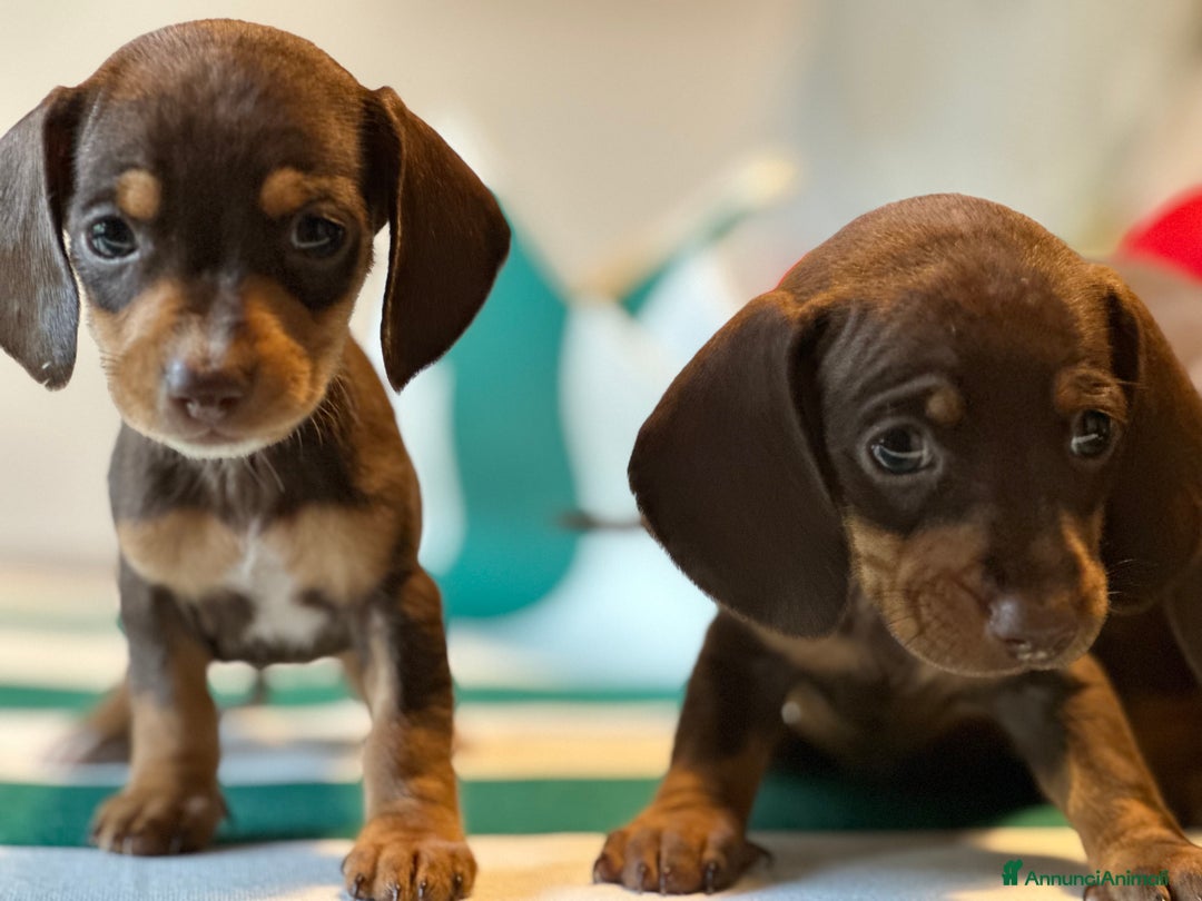 Bassotto cani in vendita: bassotto tedesco presunta taglia caninchen a Provincia di Asti - Immagine 4