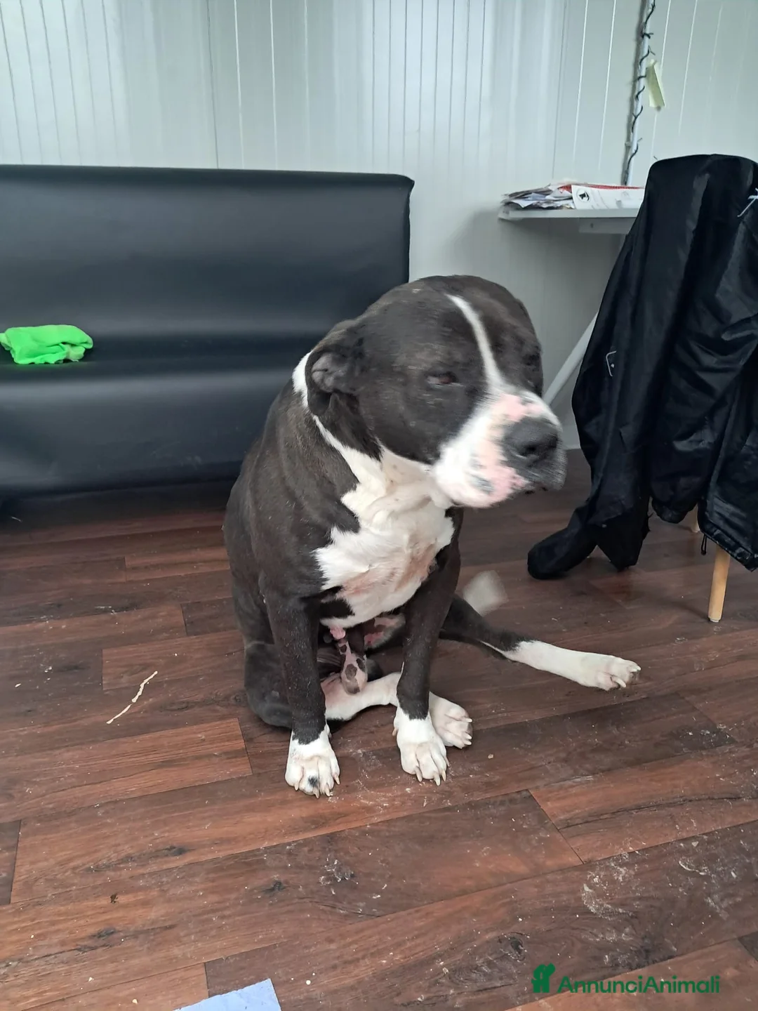 American Staffordshire cani in regalo: OLIVER patatone dolcissimo - Annuncio 1