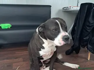 American Staffordshire cani OLIVER patatone dolcissimo - Annuncio 3