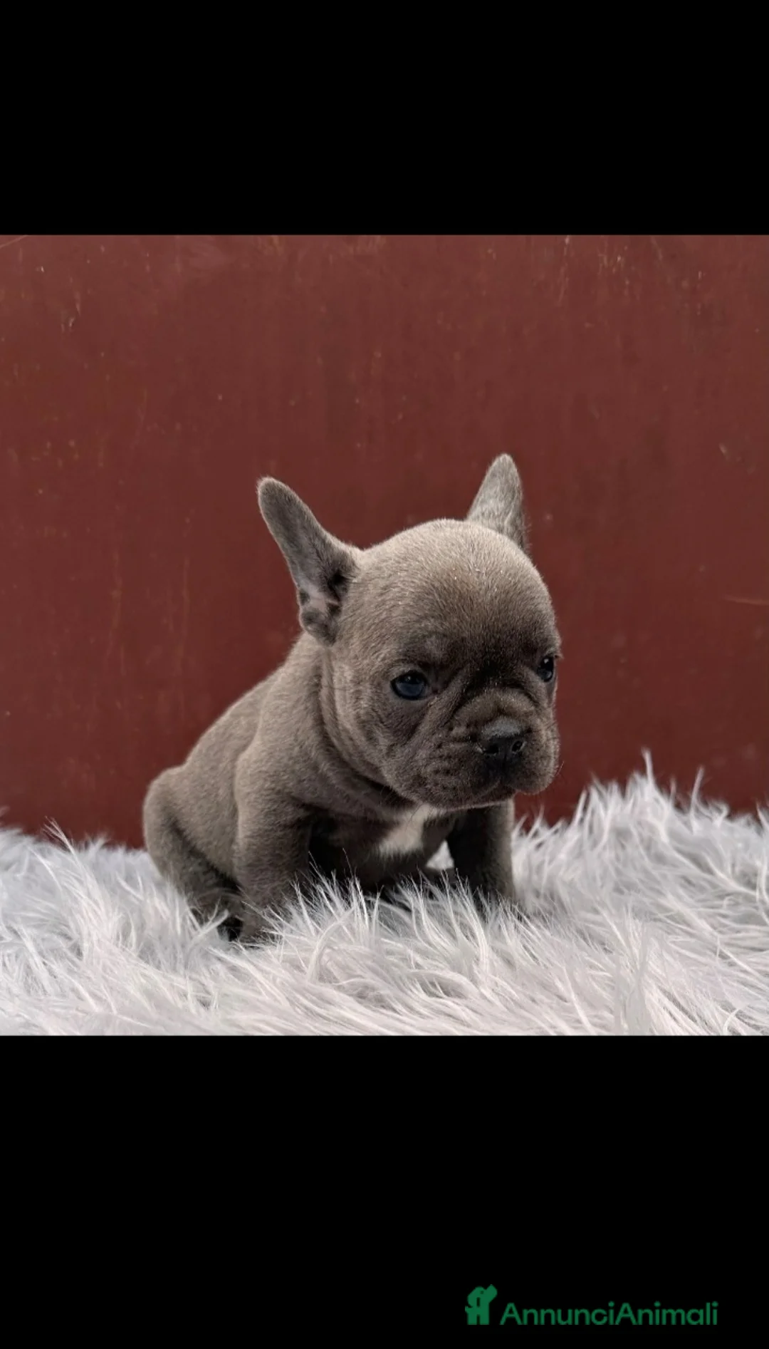 Bulldog Francese cani in vendita: Bulldog francese cuccioli esotici - Annuncio 1