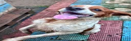 Breton cani in regalo: Poli il Breton energetico  - Annuncio 4