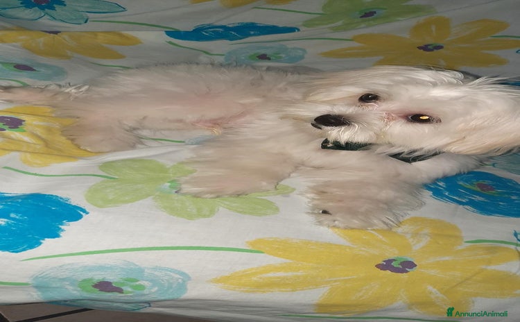 Maltese cani a Città Metropolitana di Napoli - Annuncio 7