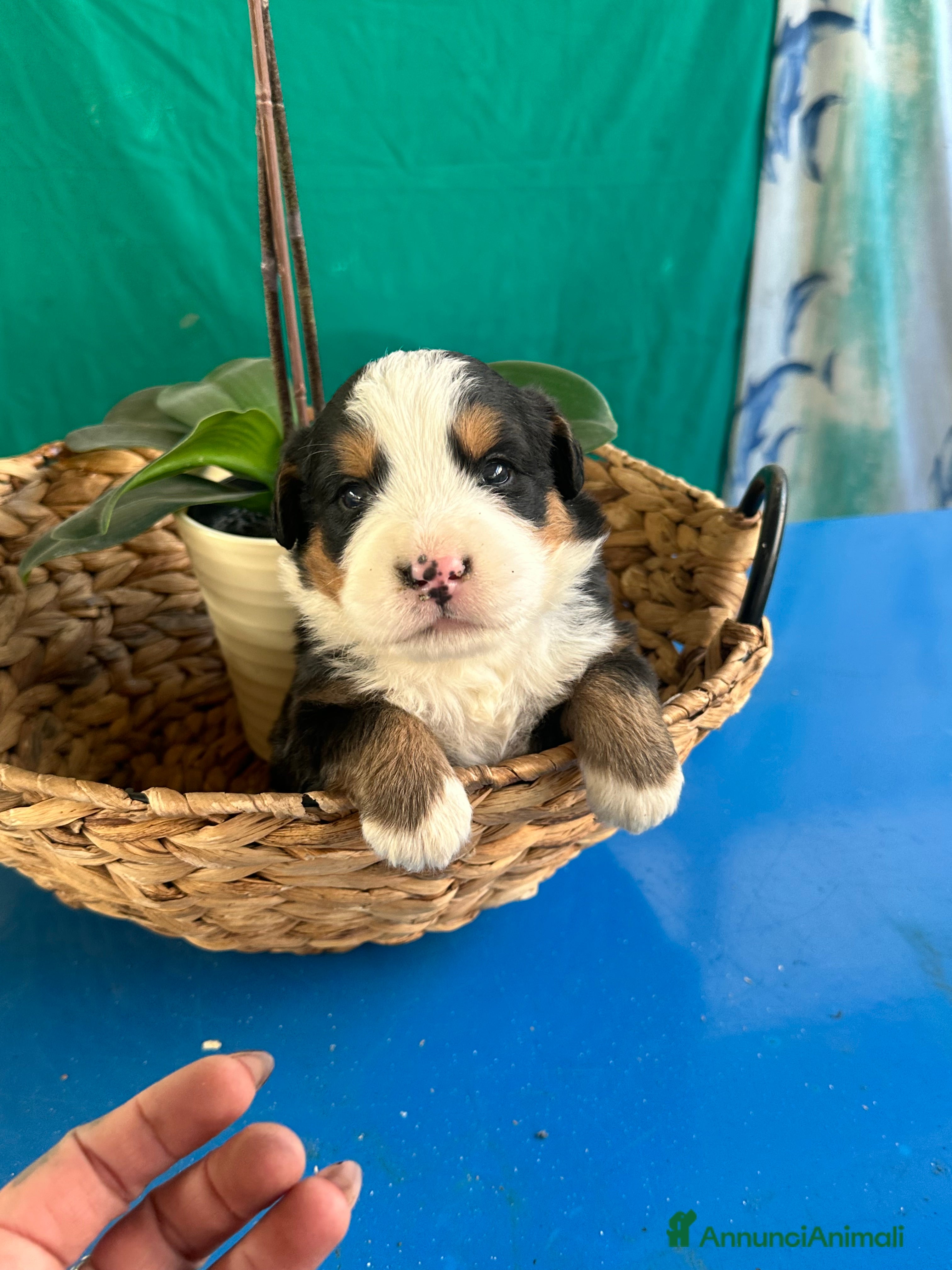 Bovaro del Bernese cani CUCCIOLI BOVARO DEL BERNESE - Annuncio 1